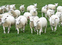 爱尔兰羊毛业正处于十字路口