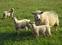 绵羊的交配管理