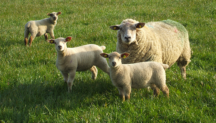 管理羊群，防止草性手足搐搦症