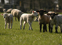 养羊的人——趁有便宜的羔羊