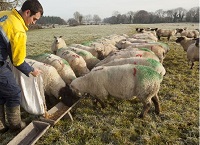 2022年降低绵羊投入成本的策略