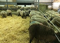 产羔前母羊群健康