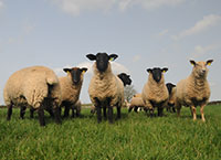 绵羊和山羊普查的截止日期是2月14日