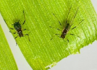 改善蚜虫控制通过加强监测和诊断