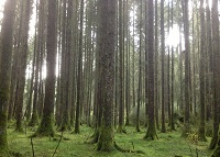 林业和减缓气候变化:锡特卡云杉的作用以及其持续改善将如何在减缓气候变化方面发挥关键作用