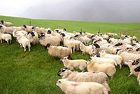 爱尔兰的丘陵牧羊区