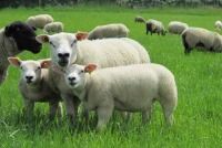 更好的农场羊更新-帕特里克邓恩，维克罗公司