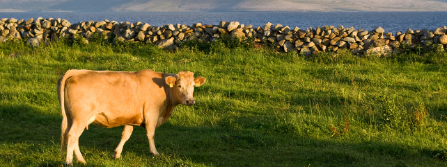 牛在石墙前
