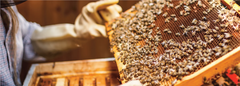 蜜蜂保持和蜂蜜生产横幅图像