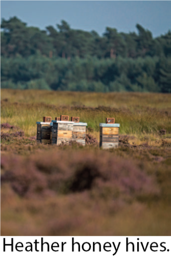 蜜蜂保持和蜂蜜生产标题图像2