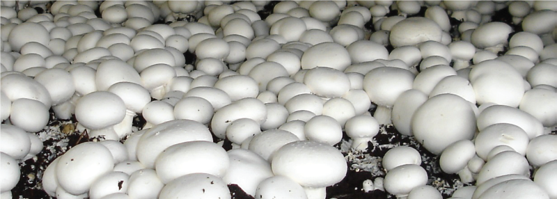 蘑菇生产横幅图像