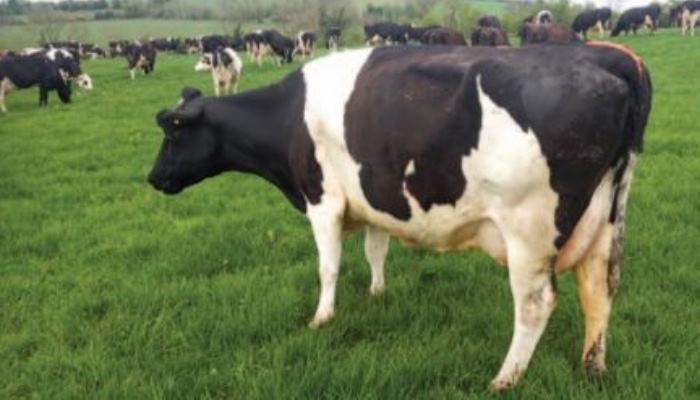 Teagasc奶牛育种策略2021繁殖季节