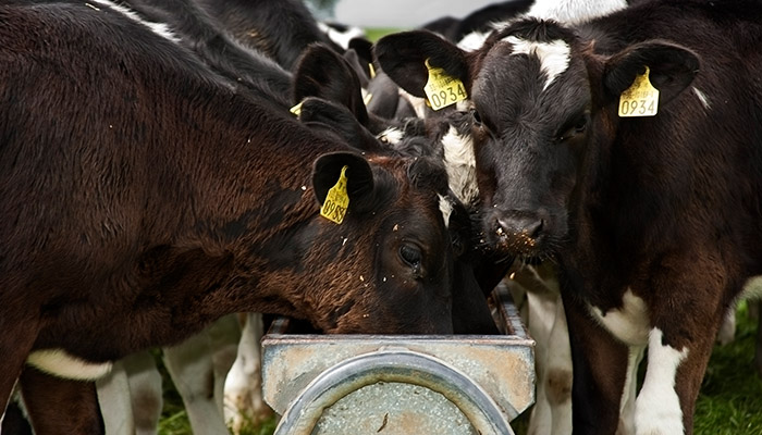 正确的精料喂养-犊牛瘤胃发育的关键
