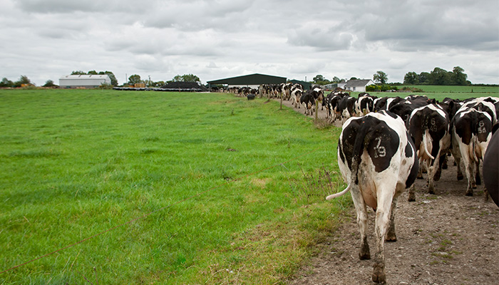 春天的重要性放牧牲畜过冬的牛奶