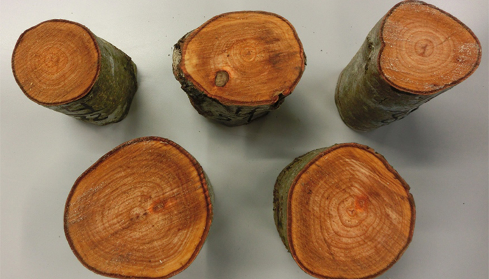 Teagasc林业研究更新——桤木的潜在利用率