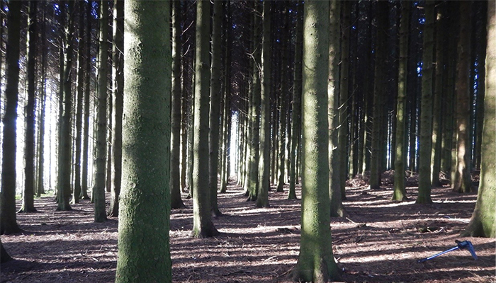 挪威云杉(挪威云杉)——一个非常受欢迎的在中部地区针叶树