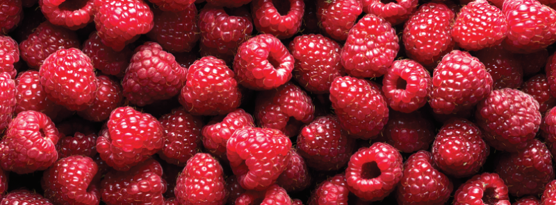 新鲜树莓生产横幅形象