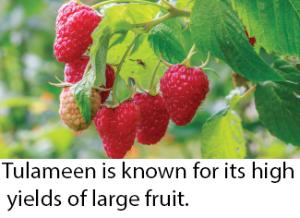 新鲜树莓产品说明